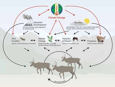 Complexity of Caribou Population Dynamics in a Changing Climate (U.S ...