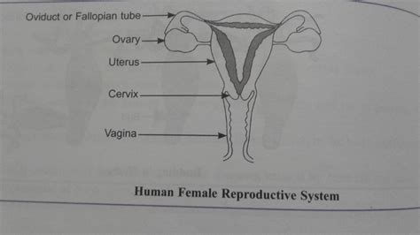 Labeled Female Reproductive System Diagram