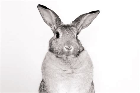 Giant Chinchilla Rabbit (Size, Color, Temperament, Behavior)