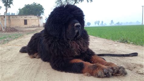 Lion head tibetan mastiff dog in punjab | +919417730301 | slow motion ...