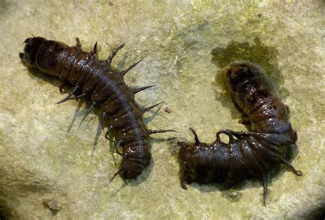 Dobsonfly larvae | Project Noah