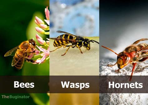 Bee vs Wasp vs Hornet: 15 Ways to Identify (Differences Compared) 🪰 The ...