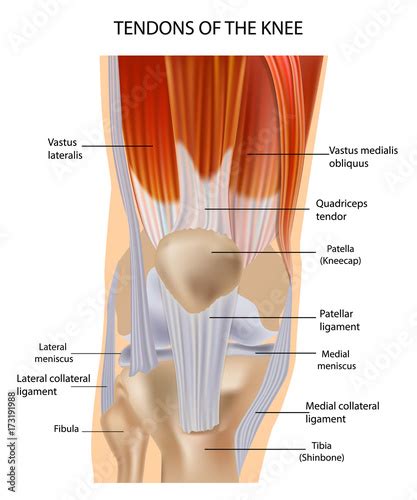 Tendons at the Front of the Knee. Knee Anatomy - Buy this stock vector ...