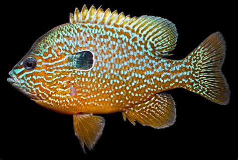 Mystery of the Longear Sunfish’s Occurrence in North Carolina Solved » NCFishes.com