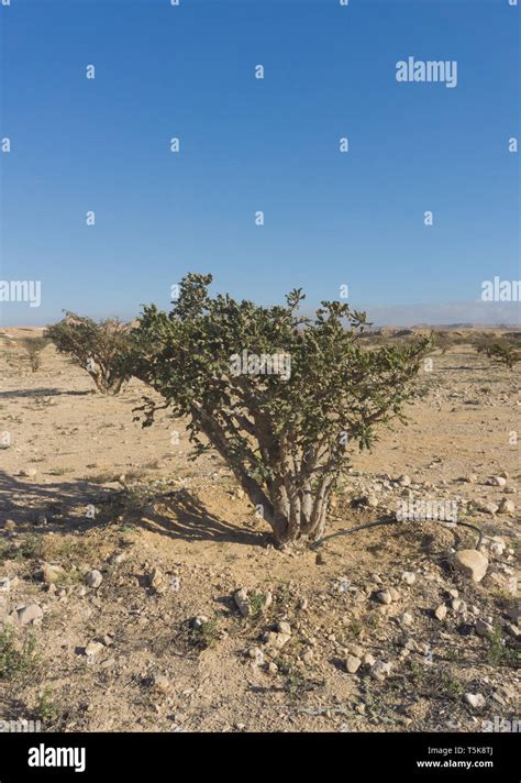 Frankincense Tree, Oman Stock Photo - Alamy