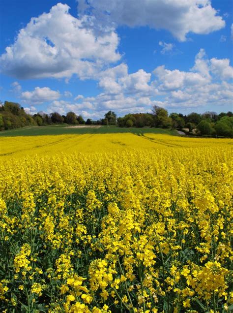 What is Rapeseed? (with pictures)