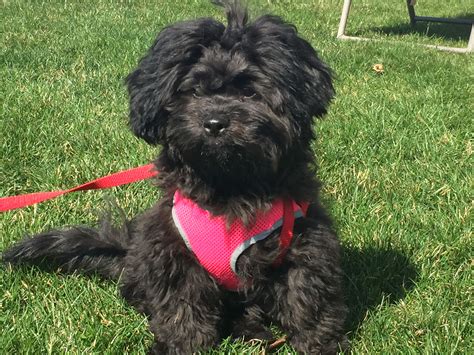 Shitzu poodle shipoo , this. Puppy is adorable. 4 month old black shitzu poodle | Shih tzu ...