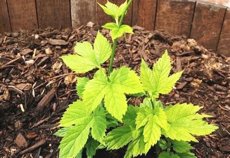 A Beginner's Guide On Growing Hops In Containers - Gardening Chores