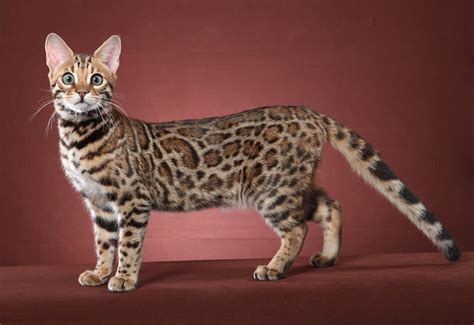 11 Cat Breeds That Look Like Leopards And Tigers - Animal Hype