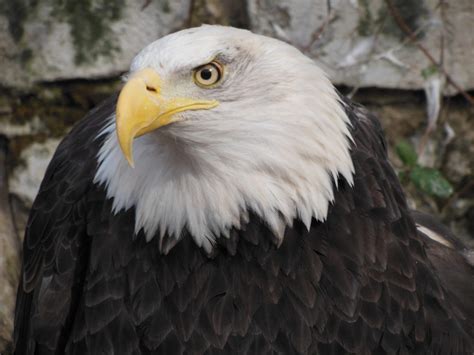 NJDEP| Fish & Wildlife | Raptors in New Jersey