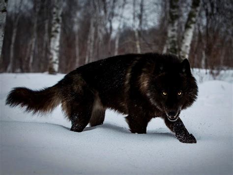 🔥A Timber wolf crouching in snow : r/NatureIsFuckingLit