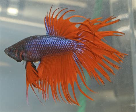 Betta Fish - Betta Fish Photo (34361990) - Fanpop