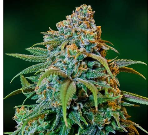 Outdoor Marijuana Seed Strains I Growing Marijuana Blog