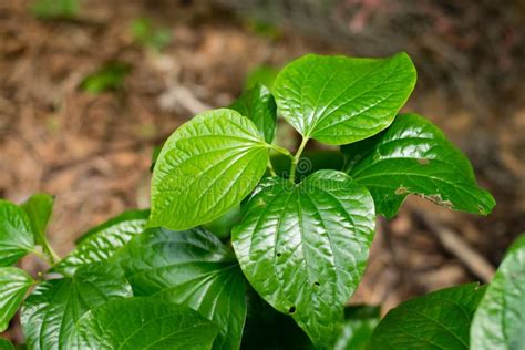 Green Piper sarmentosum stock photo. Image of herb, food - 144240622