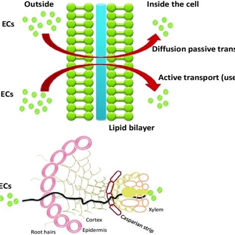 (PDF) Effect of Emerging Contaminants on Crops and Mechanism of Toxicity