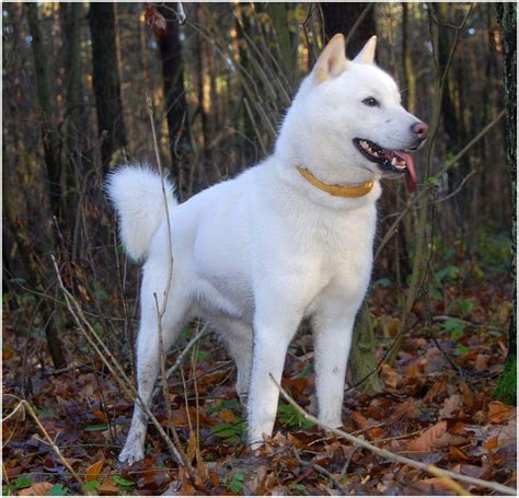 Hokkaido Dog - Pictures, Rescue, Puppies, Breeders, Temperament ...