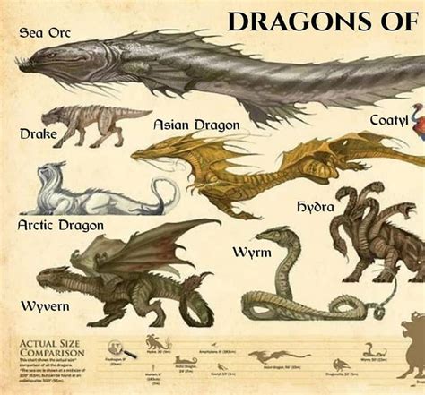 Choose Your Favorite Dragon