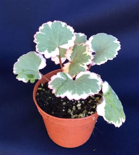 Amazon.com : VARIEGATED STRAWBERRY BEGONIA, LIVE PLANT SHIPPED IN 3" POT : Garden & Outdoor