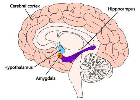 Emotion Facts: Emotions in the Brain