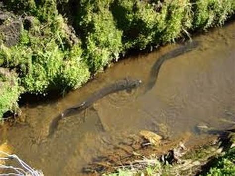 Giant Freshwater Eels - YouTube