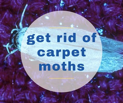 How to get rid of carpet moths - Angelos Cleaning