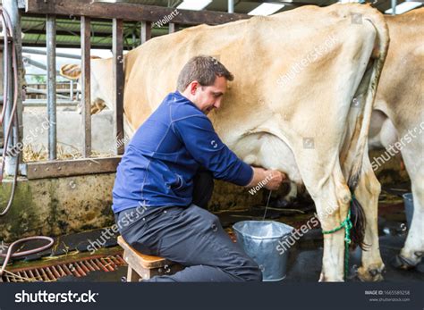 Close Man Milking Cow By Hand Stock Photo 1665589258 | Shutterstock