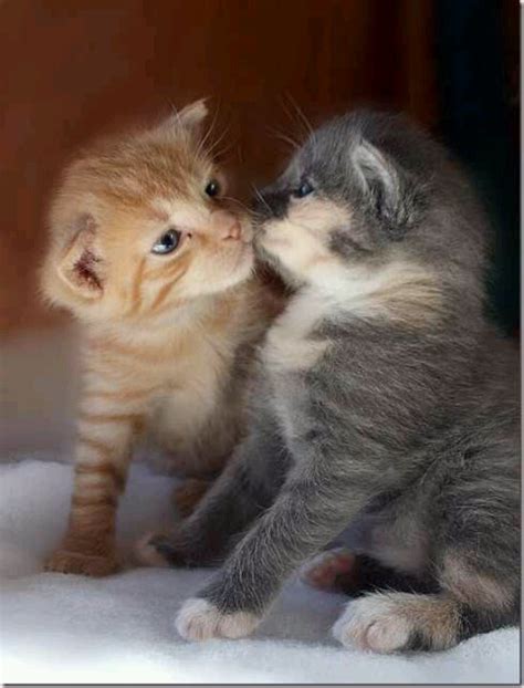 Give me a kiss.......come on, just one! x | Cute cats, Cats, Cats, kittens