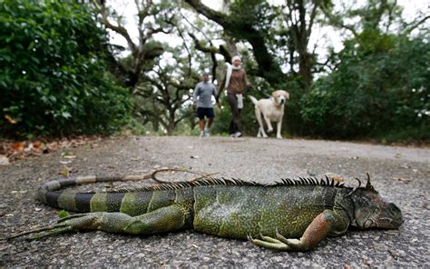 Frozen iguanas falling out of trees as icy weather hits Florida