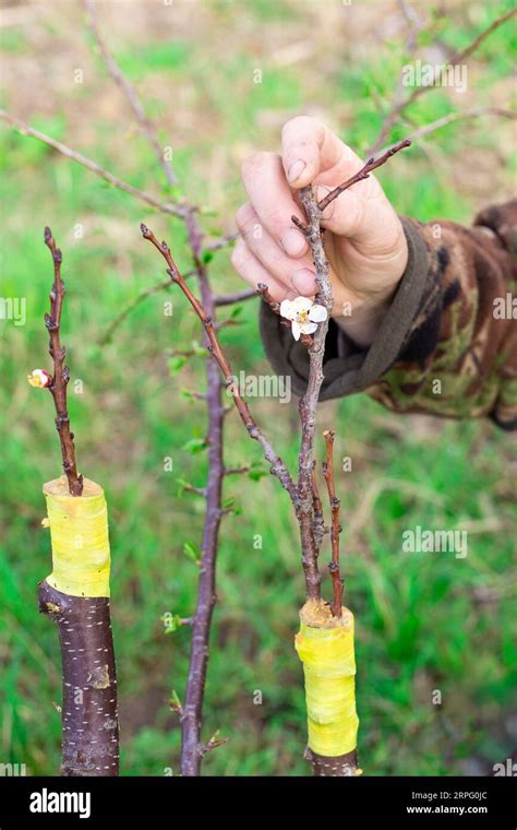 Fruit tree grafting. A gardener examines a scion branch with a blooming flower Stock Photo - Alamy