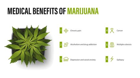 Medical benefits of marijuana, white poster with infographic and bush of cannabis in a pot ...