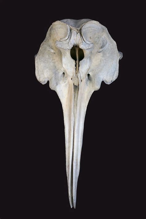 Ginkgo-toothed Beaked Whale Skull Photograph by Hiroya Minakuchi - Pixels