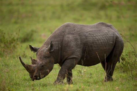 10 Incredible Black Rhino Facts - Fact Animal