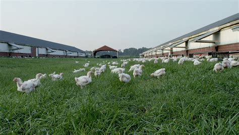 Perdue Farms Expands Free-Range Chicken Offerings | IMPO