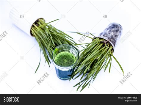 Wheatgrass Extract/ Image & Photo (Free Trial) | Bigstock