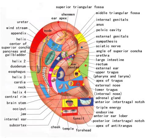 Chart with Reflexology 🥇 Ear Preassure Point in《2024 》 ️