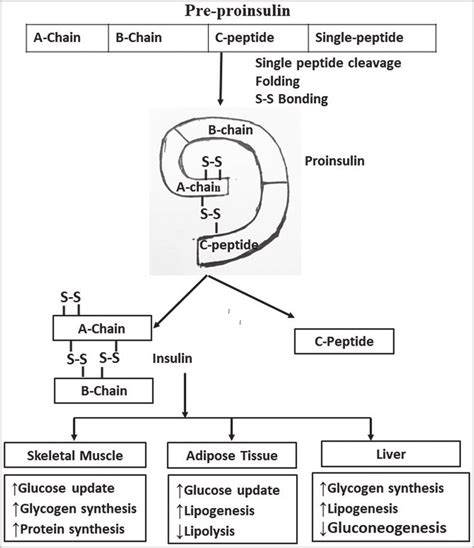 Structure and function of insulin [modified from Maitra [17 ...