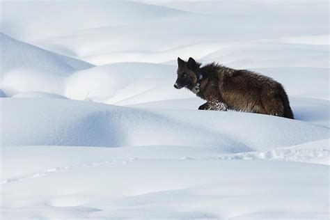 How To Hunt Wolves – 10 Basic Tips & Tricks - Optics Mag