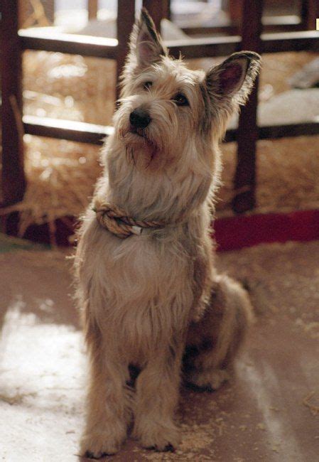 Because of Winn-Dixie (Film) – Winn-Dixie | Dog breeds, Beautiful dogs ...