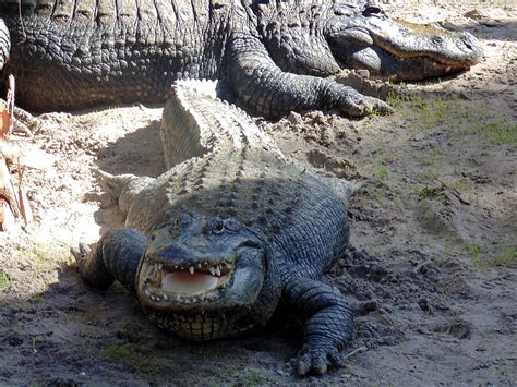 Alligator Crawl Photograph by Sara Evans - Fine Art America