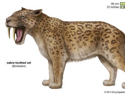 Miocene Epoch | Plants, Animals, & Fossils | Britannica