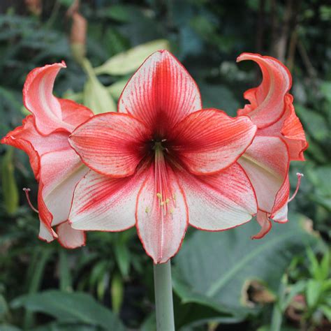 White & Ruby Heart Amaryllis For Sale | Amaryllis Temptation – Easy To Grow Bulbs