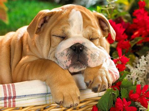 How Long Do English Bulldog Puppies Sleep