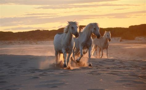 Premium Photo | View of horse on beach during sunset