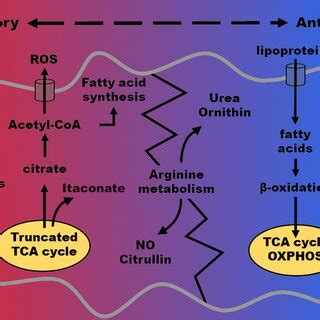 Metabolic pathways in proinflammatory and anti‐inflammatory phenotypes ...