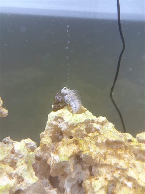 Blenny Overview and Care Taking Guide - Ohfishal.com