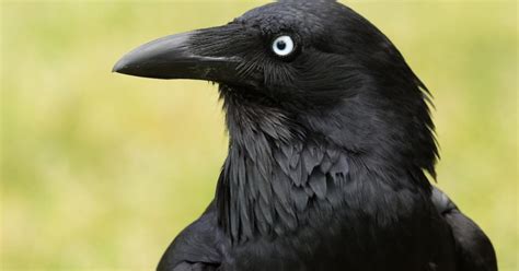 Australian Raven Bird Facts (Corvus coronoides) | Birdfact