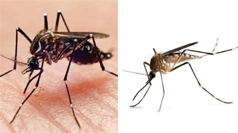 Jornal Bom Dia | Notícias | Notícias: entenda-a-diferenca-entre-pernilongo-e-o-mosquito-da-dengue