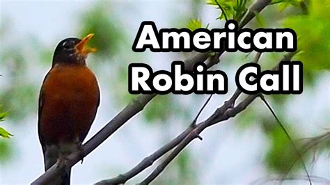 American Robin Evening Call - Songbird Songs And Calls - A Bird Sitting In A Tree - YouTube