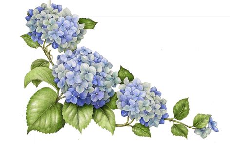 Hydrangea Drawing at GetDrawings | Free download