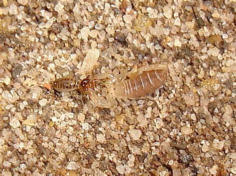 Swarmers Termites: Baby Termite Photos